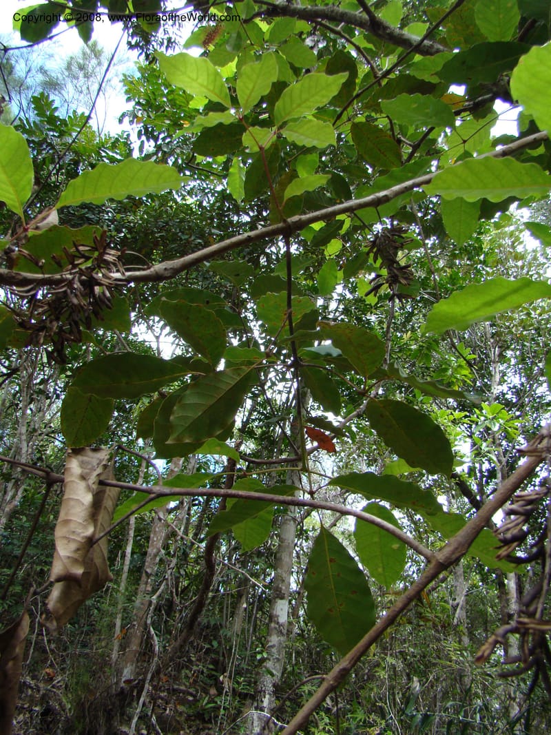Geissois, JMunzinger4685--N.Caled. RT 1, Avangui For., Hervrouet Cr. 12 Nov 07. 061.jpg