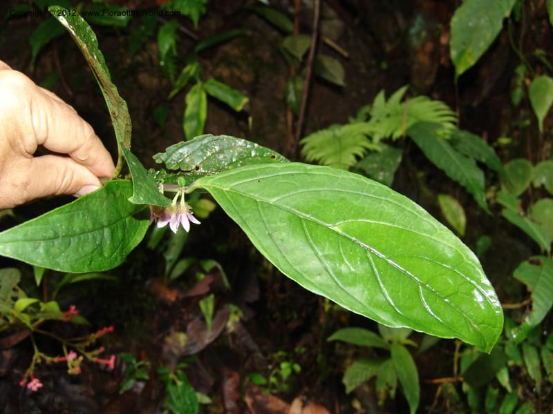 Cuatresia, Croat 95769--Ecuador. Maquipucuna Biol. Res. Send. del Rio. 13 Mar 06. 110 (4).jpg