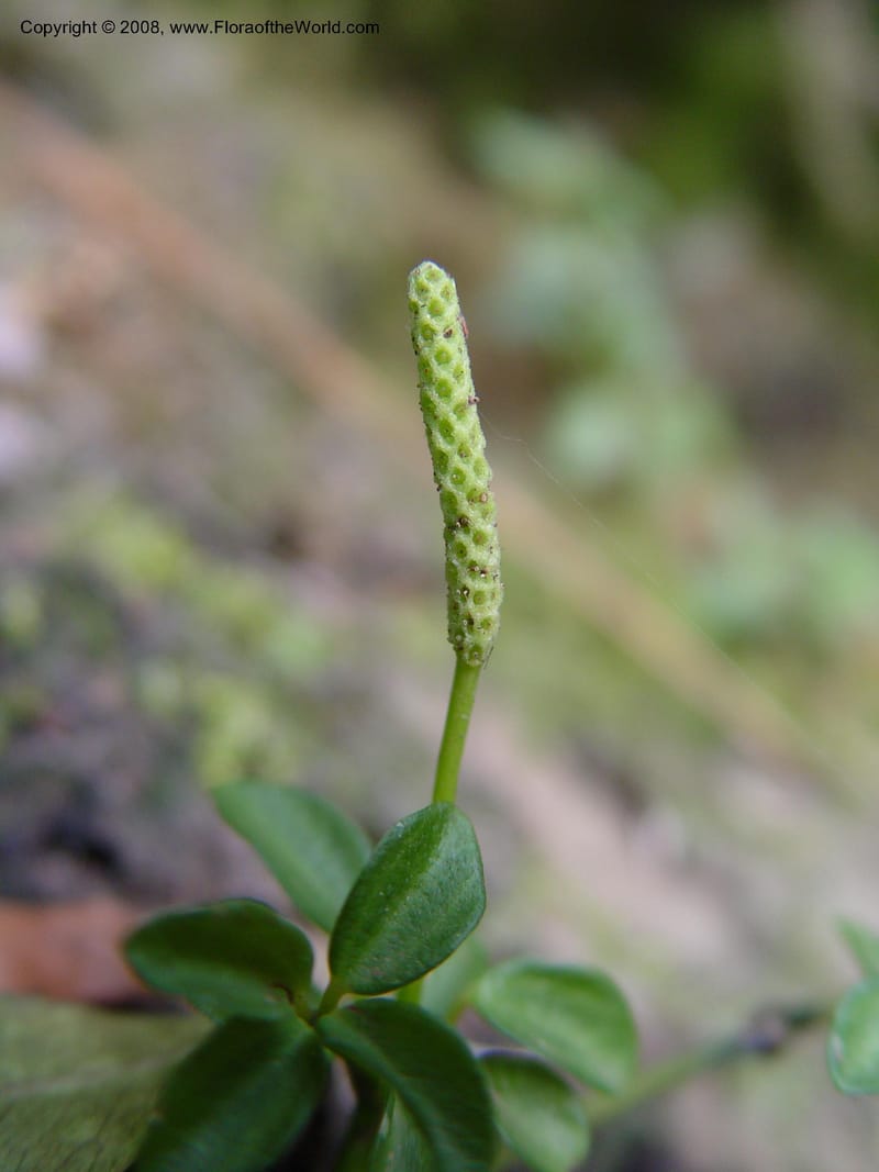 Peperomia tetraphylla--So Africa. No. Drakensberg Mts. Royal Nat. Res. Thendele. 6 Oct 03. 050.jpg