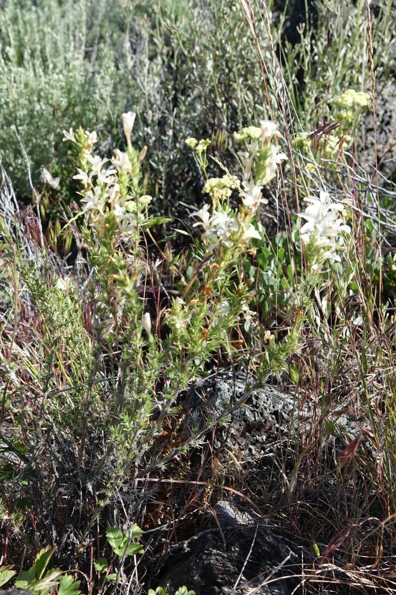 Leptodactylon pungens, C. Davidson 13670--ID. Hwy 20 W of Arco. Open basalt flow. 18 Jun 2017. DSC02519 (79).JPG