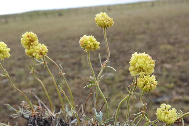 Eriogonum douglasii, C. Davidson 13770--Oregon. Wallowa Co. Upper Camp Creek Canyon. 4 Jun 2018. DSC04733 (122).JPG