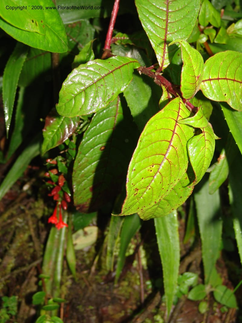 Fuchsia, DNeill16035--Ecuador. Prov. Zam. Ch. Podocarpus N. Pk. 26 Sep 07. 020.jpg