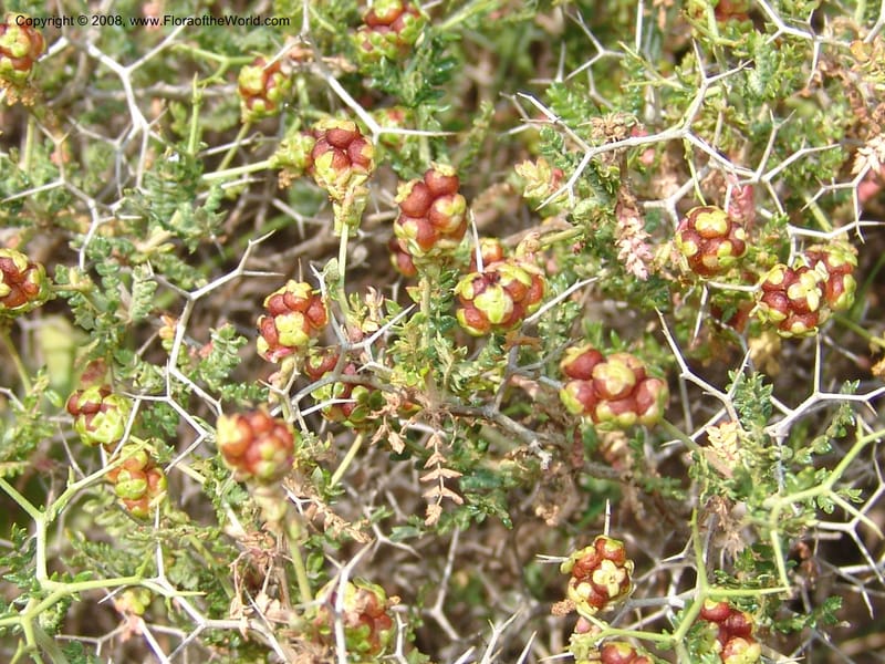 Sarcopoterium spinosum--Crete. Ep. Kisamos. Sirikari Gorge. 25 May 05. 005.jpg