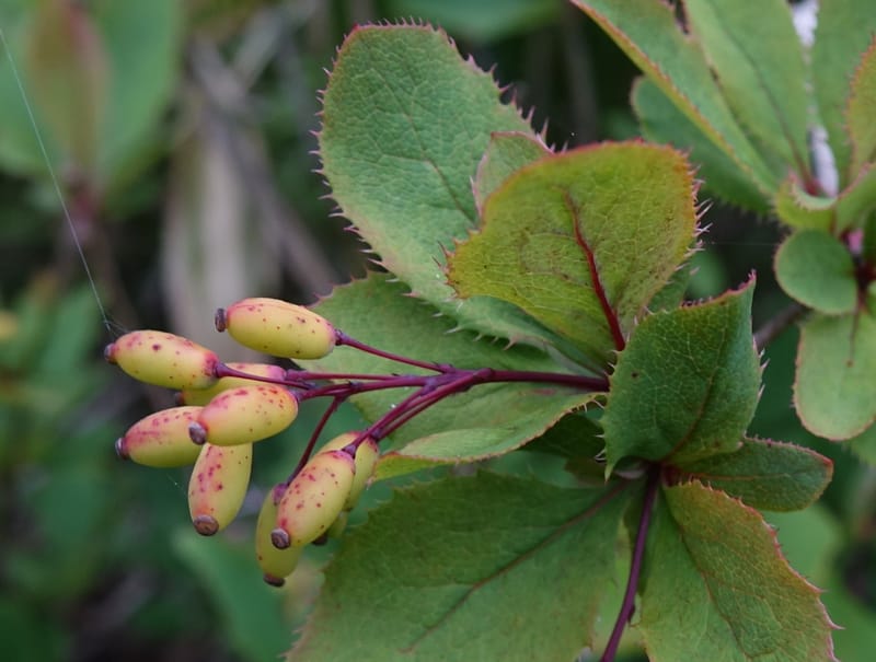 Berberis--Japan. Hokkaido. Teshio Exptl. For. 3 Aug 2016. DSC00757 (129).JPG