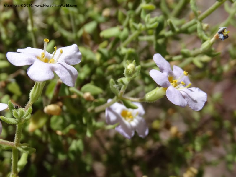 Sutera hispida, Davidson, C 12260--South Africa. Western Cape. Swartberg Pass Rd. 19 Jan 2014. DSC00537 (55).JPG