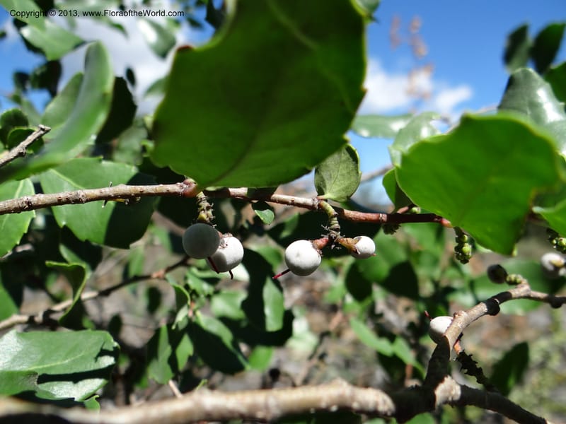 Azara, WDS 34089--Chile. Pte. Polcura.  Odom 11.6. 17 Feb 2013. DSC01159 (160).JPG