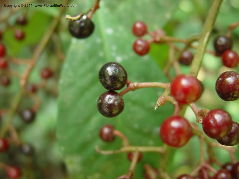 Parathesis, H. Gomez Dominguez 259--MX. Chiapas. Mpo. Berriozbl. Rd. to Buena Vista. 15 Mch 03. 006 (2).jpg