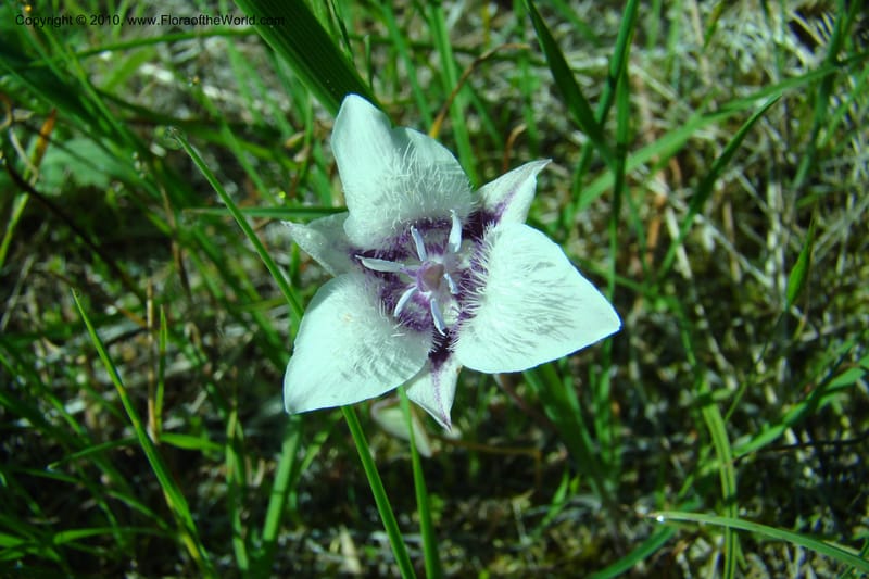Calochortus elegans, C. Davidson 11376--Idaho. Idaho Co. Salmon River. Polly Bemis Ranch. 27 May 2009. 012.jpg