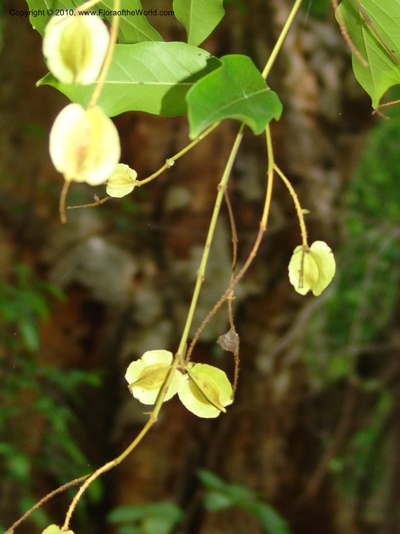 Combretum fruticosum, R. Ramirez D. xx--MX. Jalisco. Res. Las Joyas, La Manzanilla. 1 Aug 2007. 175 (7).jpg