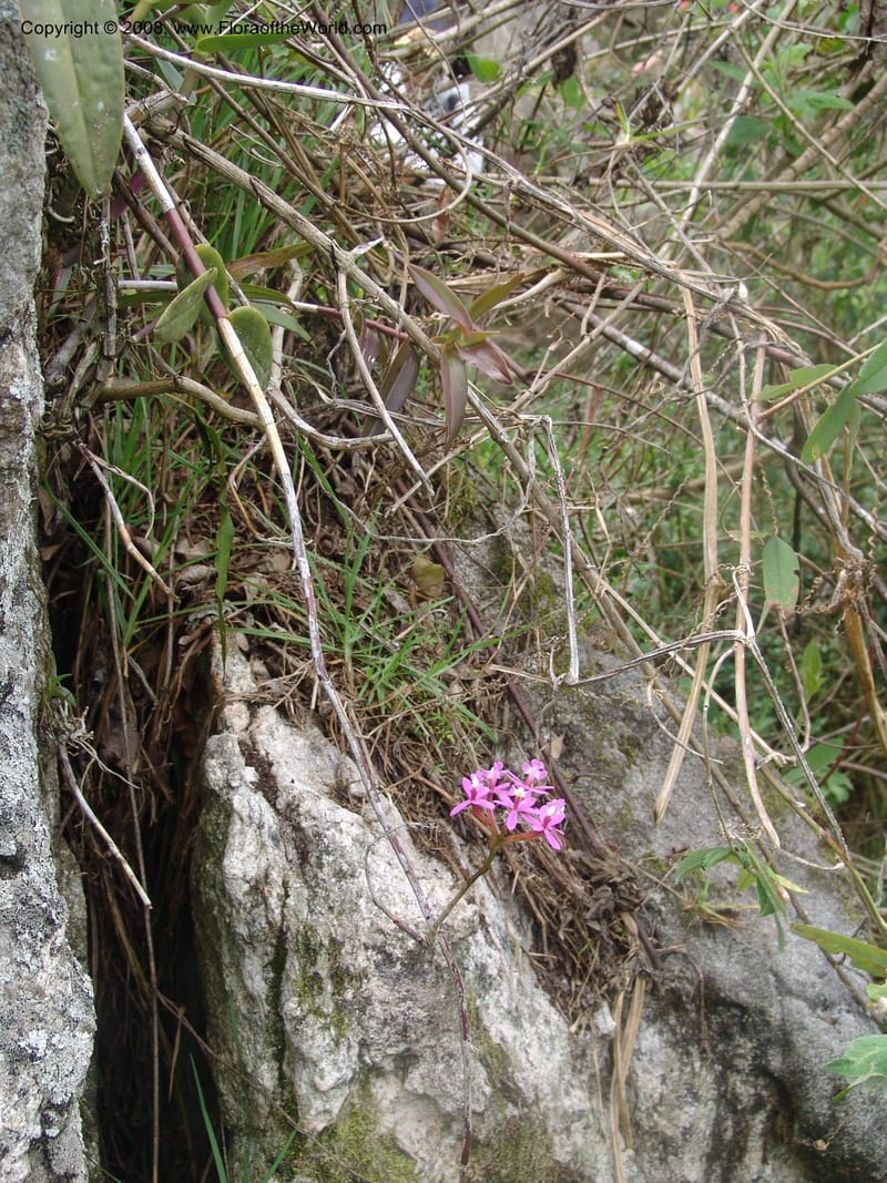 Epidendrum secundum--Peru. Edo. Cuzco. Machu Picchu. 27 Oct 05. 291.jpg