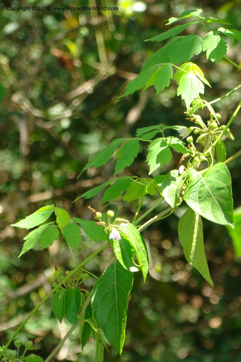 Lycianthes, B. Hammel 25174--Costa Rica. Prov. San Jose. 20 April 09. 044.jpg