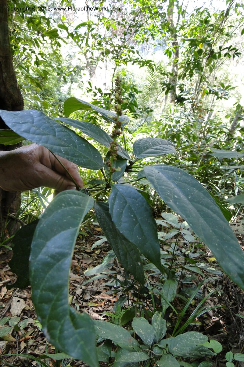 Cleidion, Regalado 1856--Viet Nam. Unknown mountain. 10 May 2011. 099 (6).jpg