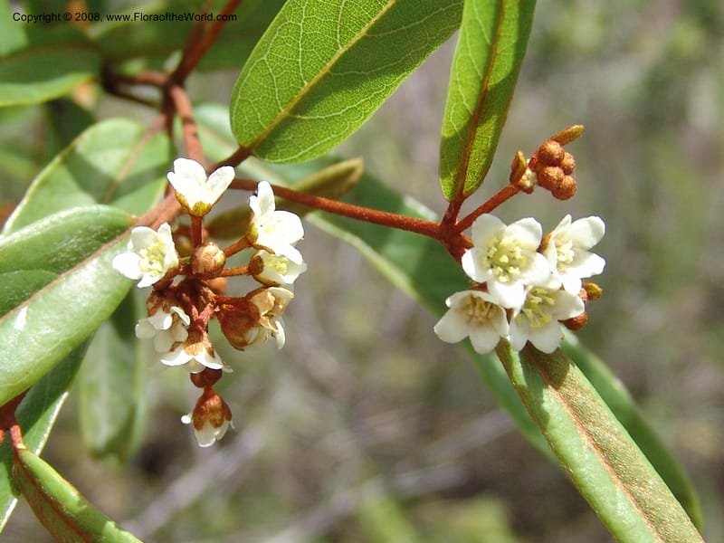 Acridocarpus, Z.Rogers820--Madag. Prov. Fianar. Parc Nat. Isalo.  12 Jan 06. 220.jpg