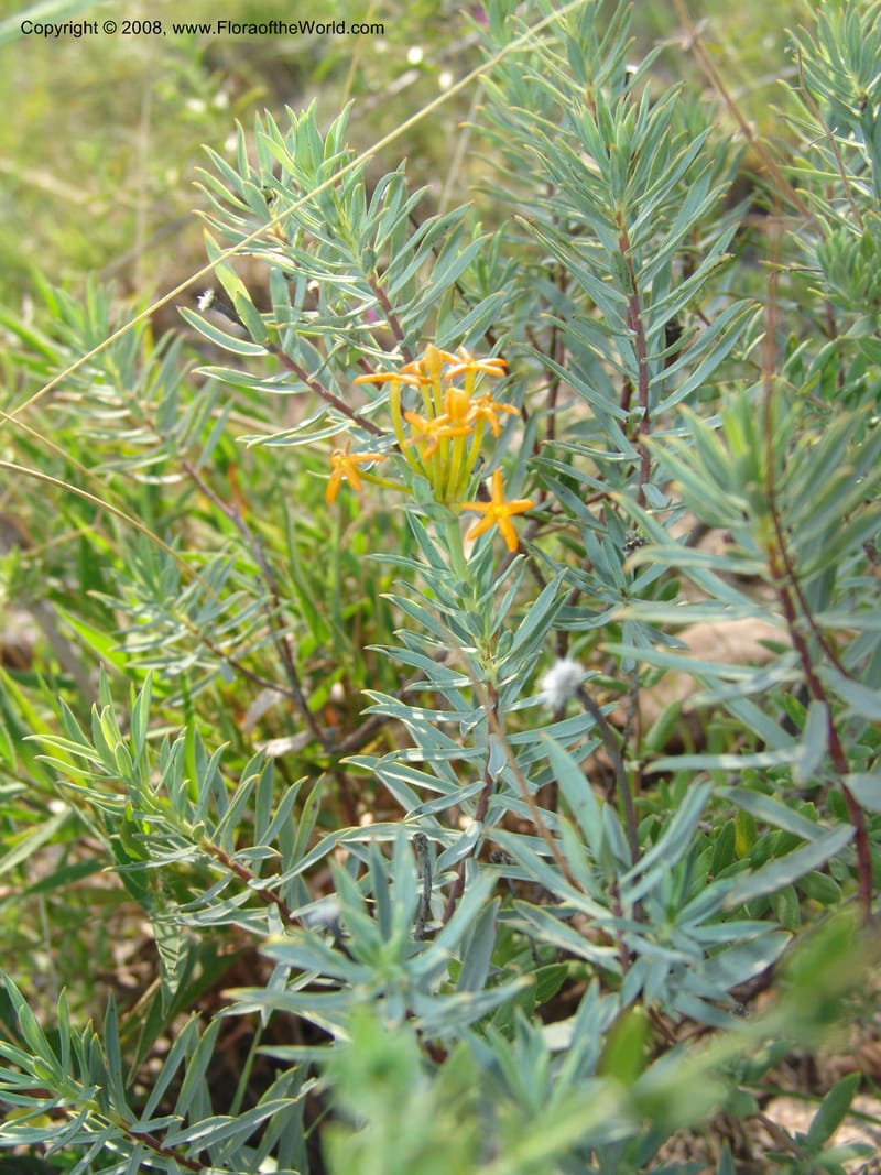Gnidia--So.Africa. Mpumal. R577 N of Lydenburg. 16 Mch 05. 112.jpg