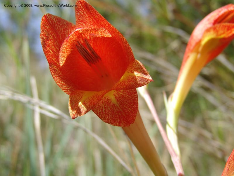 Gladiolus dalenii--So.Africa. E. Cape. R58 SE of Lady Grey. 10 Mch 05. 011.jpg