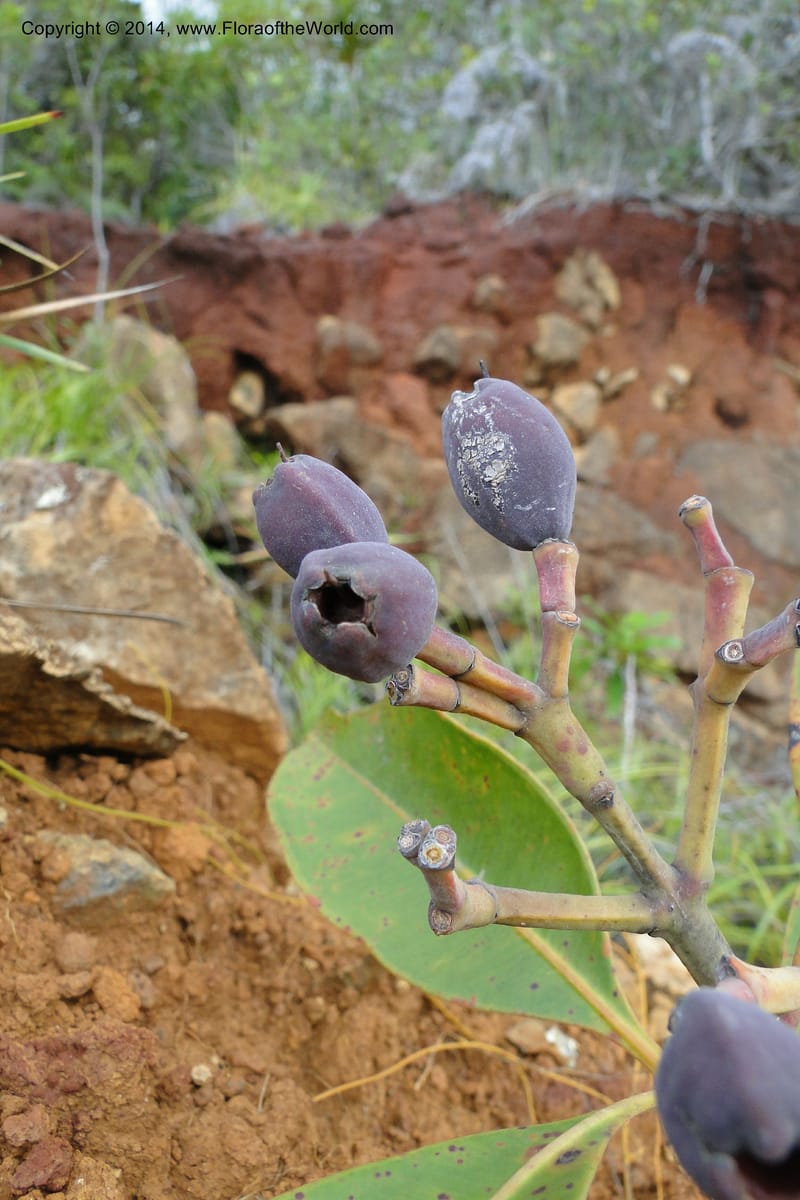 Syzygium kriegeri, J. Munzinger 6591--New Caledonia. Mine St. Louis Boulinda. 18 Feb 2011. 155 (1).jpg