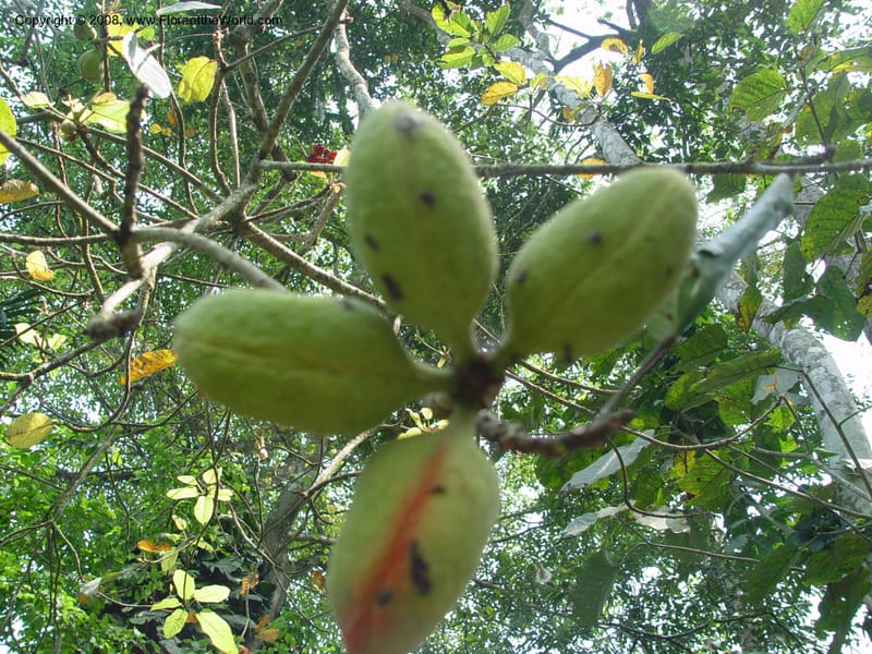 Sterculia tragacantha--Ghana. Aburi Botanic Garden. 11 Dec 03. 289.jpg