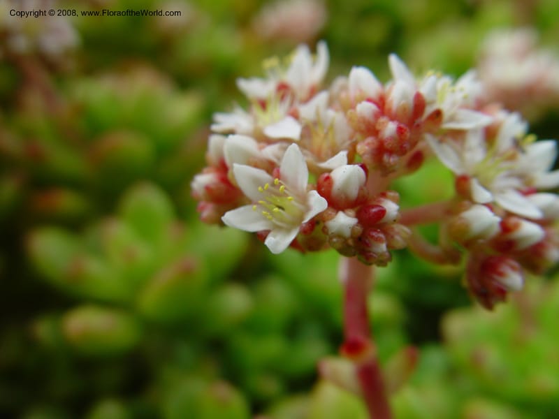 Sedum lucidum, 18388--CA. Huntington Bot. Gard. 14 Feb 03. 106.jpg