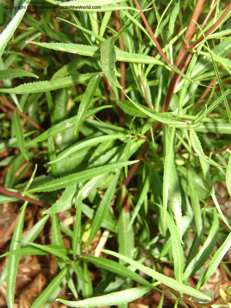 Lobelia laxiflora--CA. McConnell Arboretum, Redding. 4 Jun 07. 135.jpg