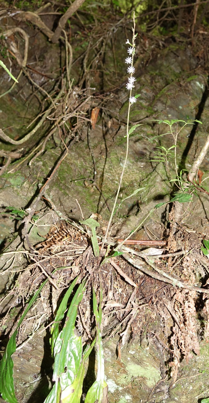 Ainsliaea latifolia, Tseng Yu-Hsin 1331--Taiwan. Taroko Nat. Park. Mt. Bilu Trail. 21 May 2016.  (143).JPG