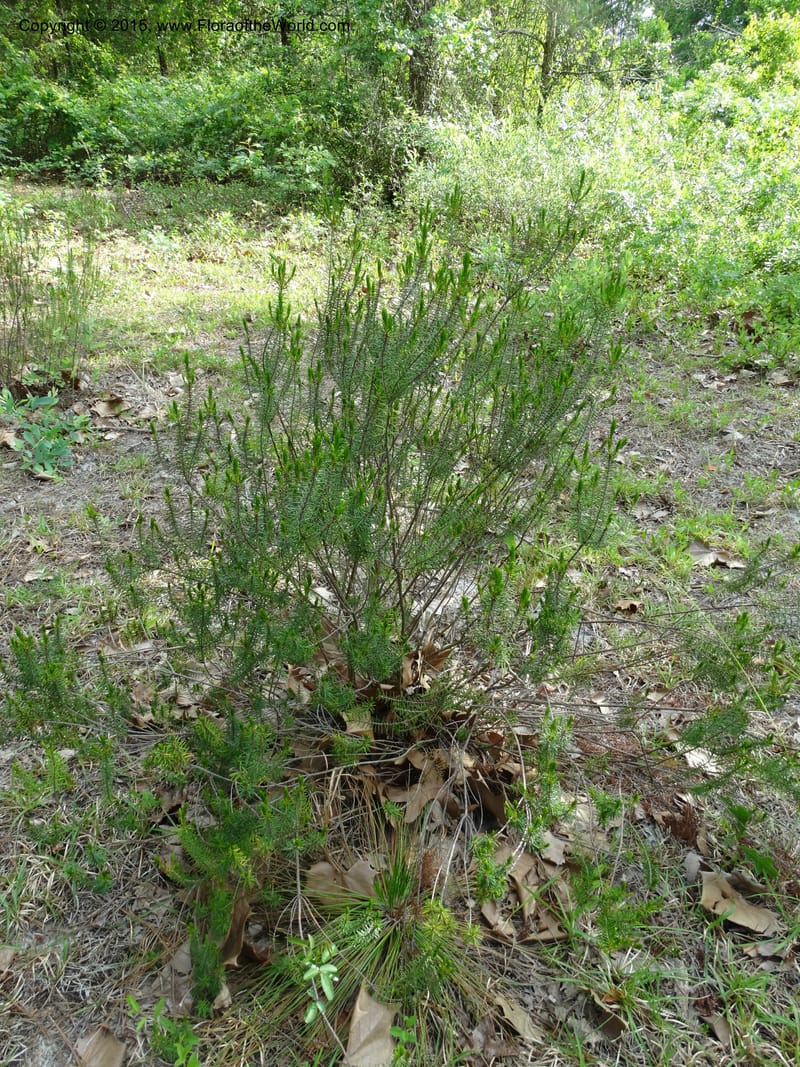 Ceratiola ericoides, Davidson, C 13062--South Carolina. Lexington Co. Redmond Rd. 20 May 2015. DSC06945 (20).JPG