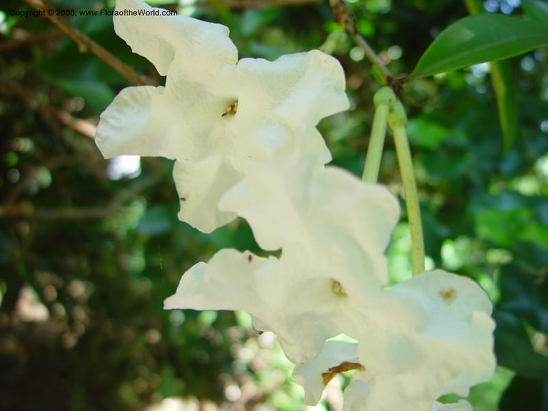Brunfelsia plicata--FL. Fairchild Tropical Gard. 6 Apr 03. 157.jpg