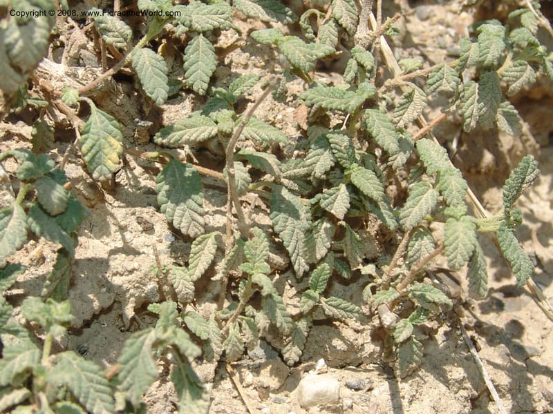 Lantana balansae--Bolivia. La Paz. Send. Aguila. 4 Dec 04. 049.jpg