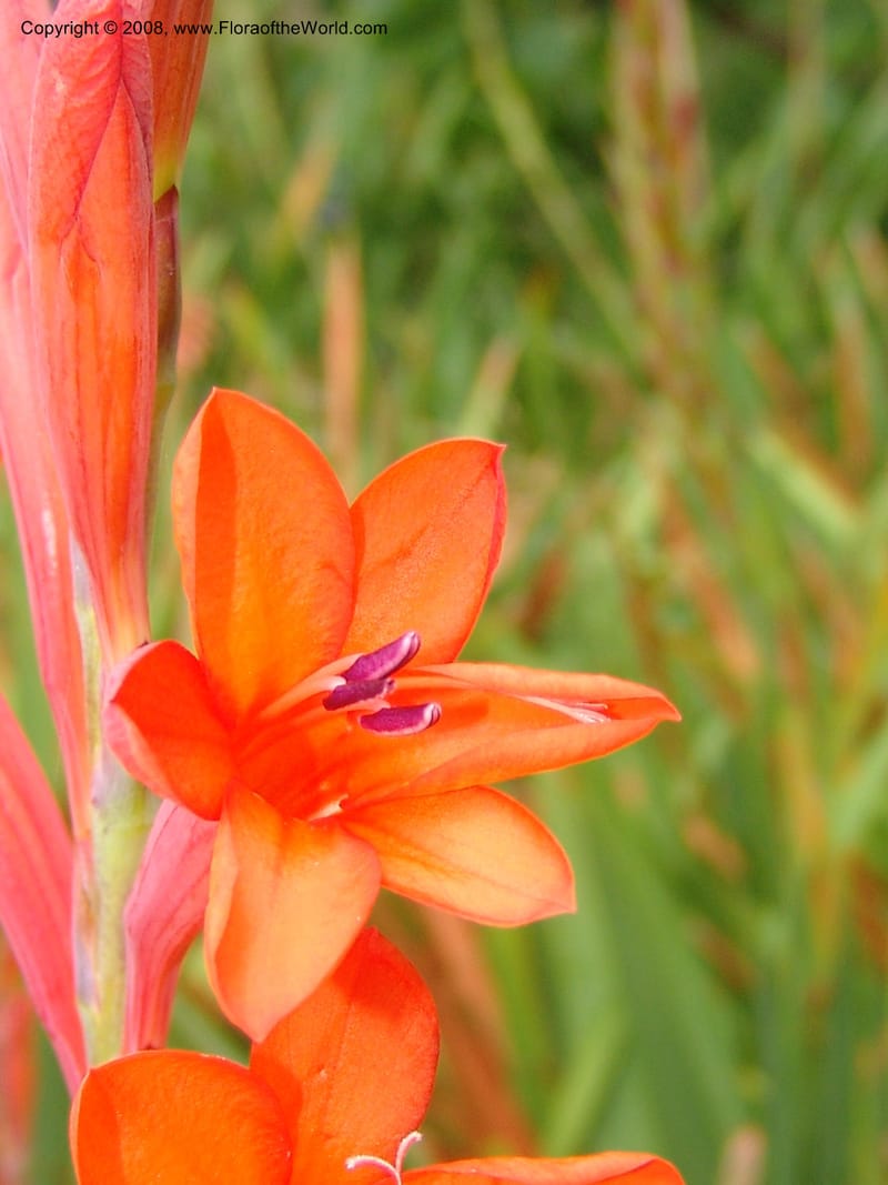 Watsonia intermedia--CA. San Francisco Arbor. 3 Jul 07. 234.jpg