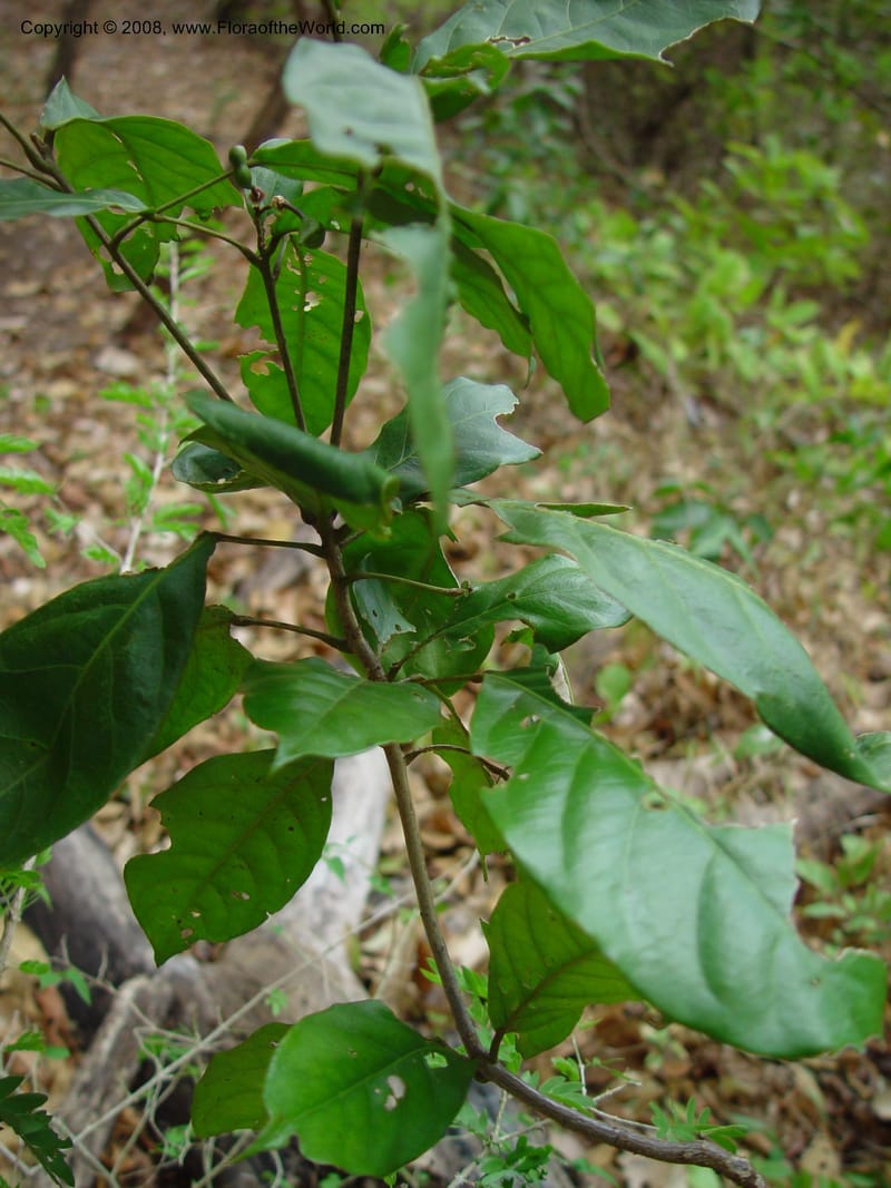 Capparis frondosa--Costa Rica, Palo Verde Biol. Sta. 1 Apr 03. 183.jpg