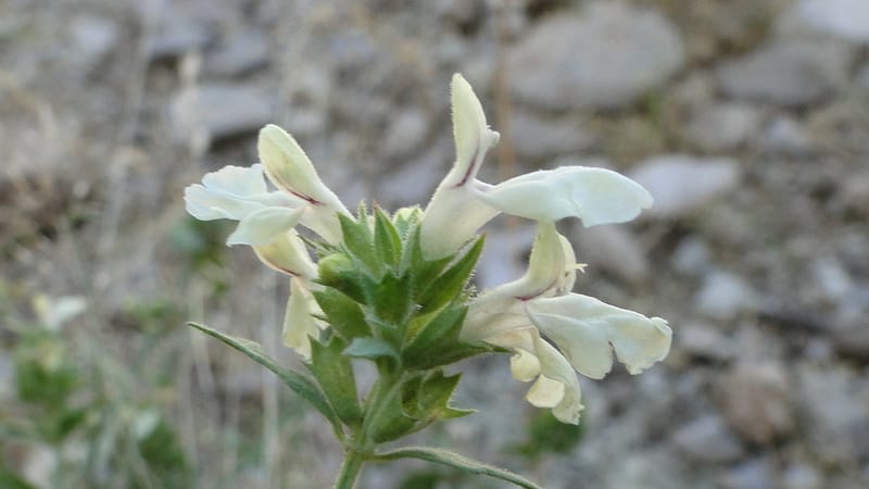 Stachys ballotiformis, A. G. Miller 132.11--Iraq. Kurdistan. Shakh-i Pira Magun. Gueza Khan. 11 June 2010. 089 (13).jpg