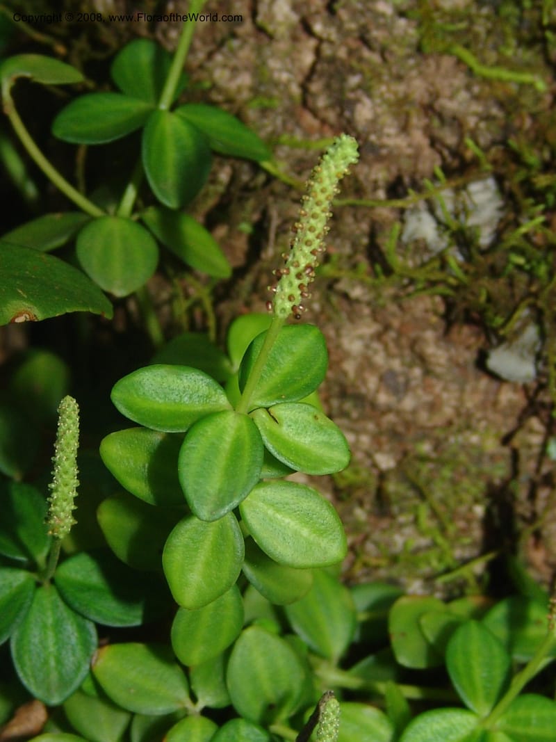 Peperomia tetraphylla--So.Africa. Mpumal. Buffelskloof Private Nat. Res. 17 Mch 05. 352.jpg