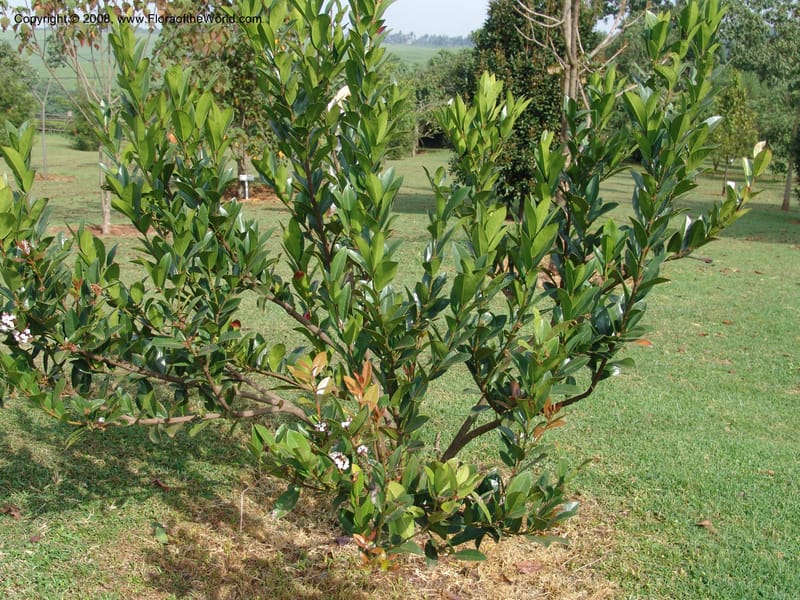Acokanthera oppositifolia--Kenya. Brooks Bond Tea Estate, Kericho. 10 Jul 04. 167.jpg
