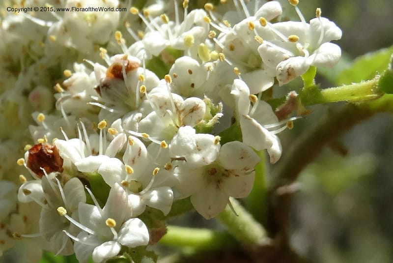 Viburnum lantanoides, Davidson, C 12961--North Carolina. Trans. Co. Beech Gap on BRP. 12 May 2015. DSC04240 (50).JPG