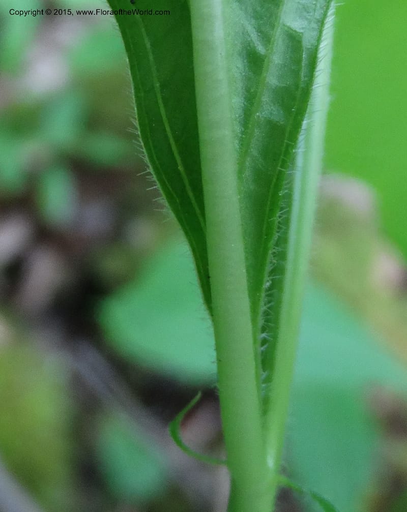 Hybanthus concolor, Davidson, C 13021--North Carolina. Haywood Co. Pigeon R. 16 May 2015. DSC05923 (39).JPG