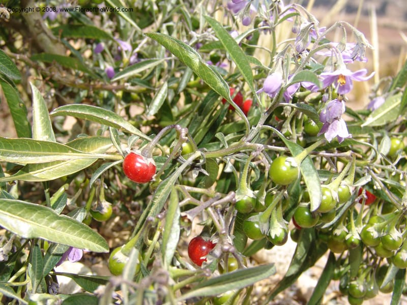 Solanum, AAraujoM3012--Bolivia.  Prov.B.Saavedra. Charazani to La Paz. 20 Sep 06. 101.jpg