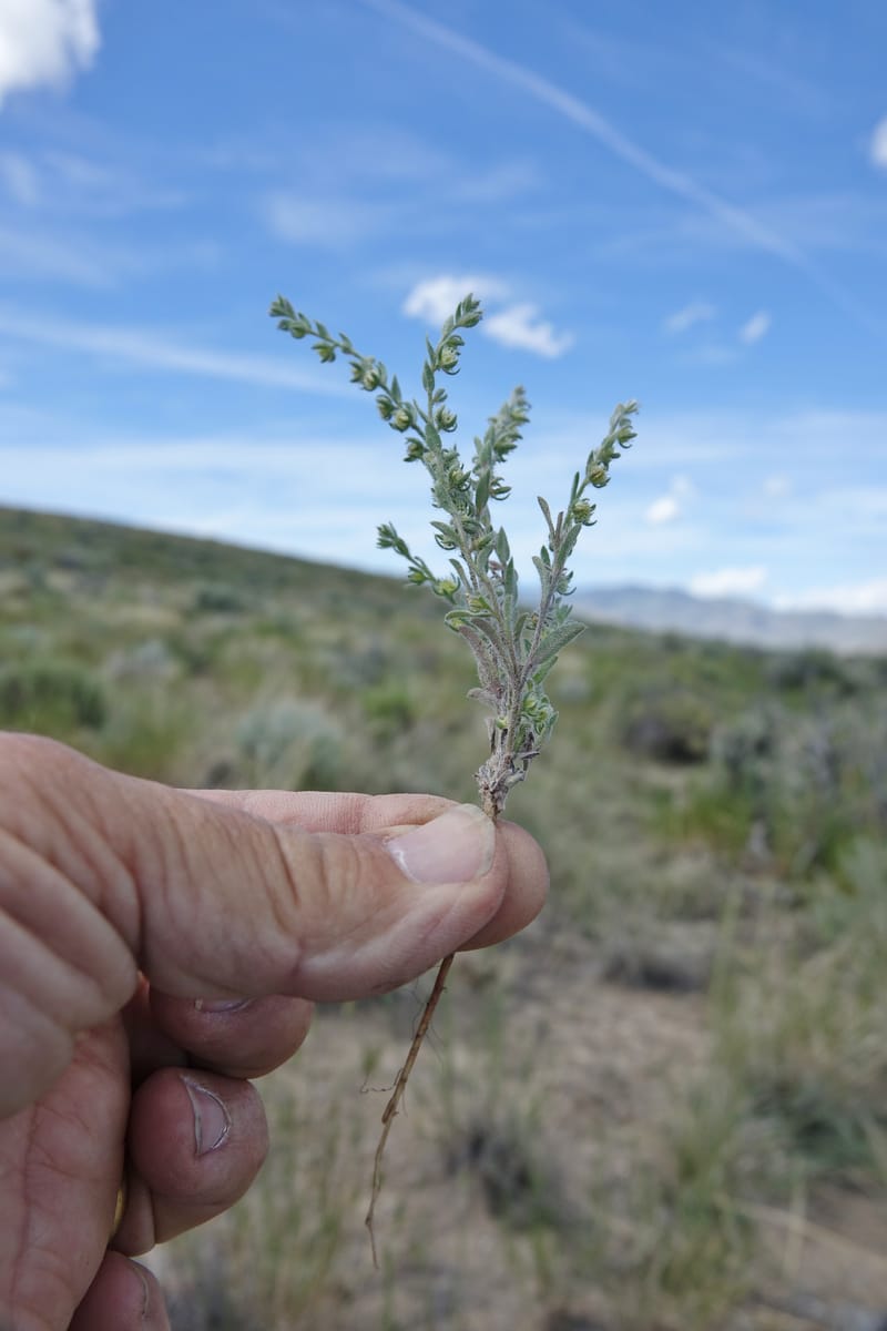 Lappula redowskii var. cupulata, C. Davidson 13659--ID. Hwy 22 W of Dubois. 17 Jun 2017. DSC02303 (110).JPG