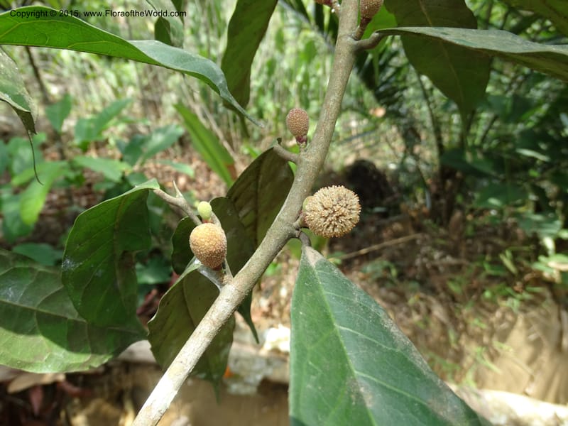 Treculia obovoidea, Davidson, C 12341--Cameroon. Mokoko For. Res. 20 Mar 2014. DSC02622 (244).JPG