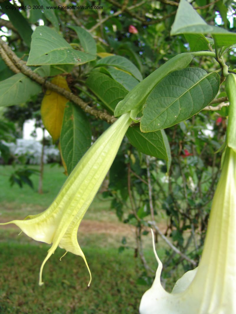 Brugmansia suaveolens--Kenya. Brackenhurst Bot. Gard. 1 Jul 04. 108.jpg