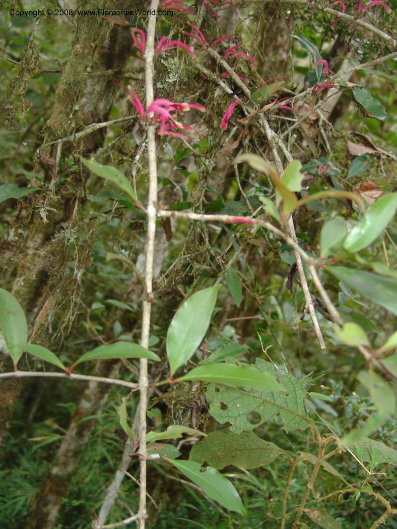 Bakerella clavata, RRanaivojaona1295--Madag. Prov. Fianar. Ranomafana Nat. Pk. 10 Jan 06. 088.jpg