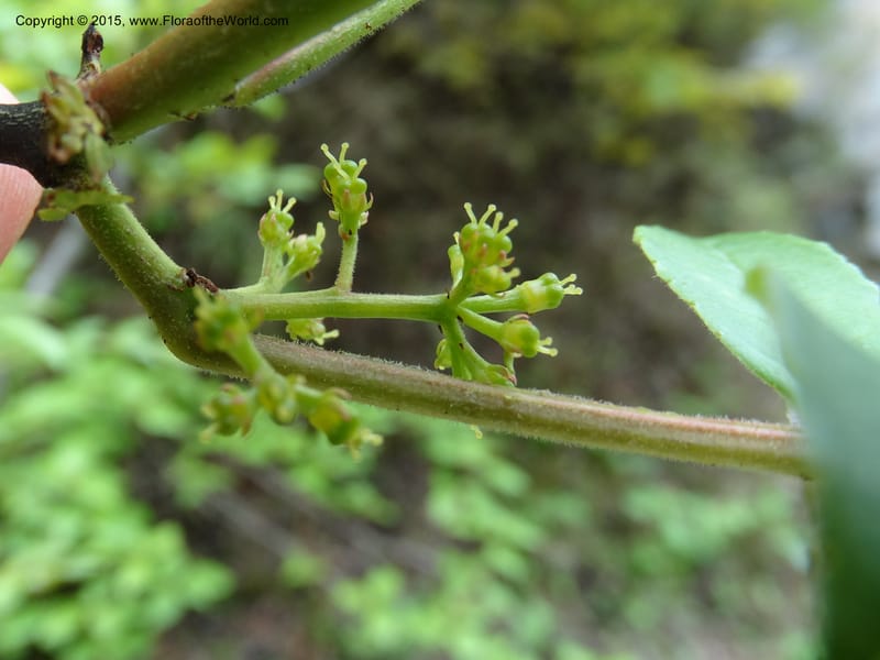 Zanthoxylum bungeanum, Boufford, D 43737--China. Sichuan. XinZhaZi Gou. 14 May 2014. DSC06426 (56).JPG