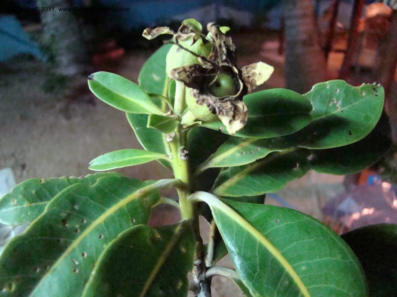 Xanthostemon,  Munzinger, J 4732--New Caledonia,  Prov du Nord, Mine de Poum, 12 Nov 2007,  084 (5).jpg