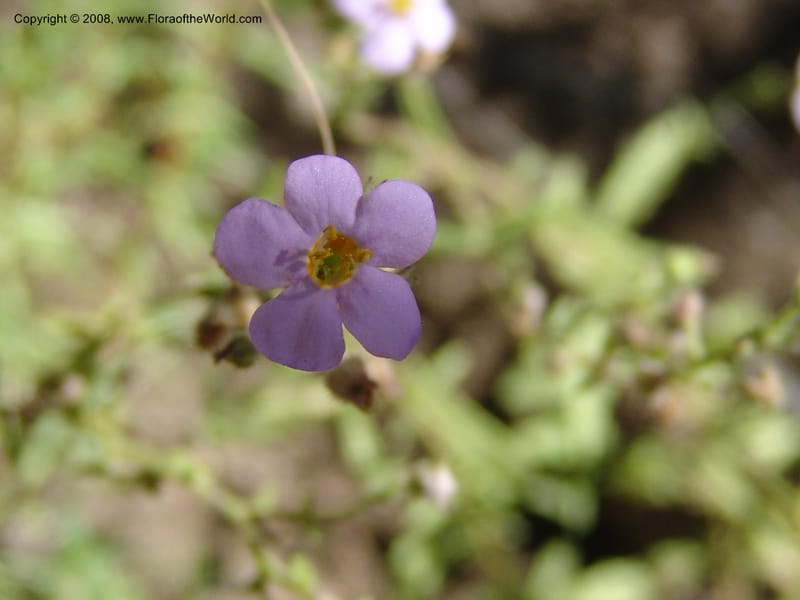 Sutera patriotica--So.Africa. E. Cape. Joubert's Pass, SE of Lady Gray. 9 Mch 05. 137.jpg
