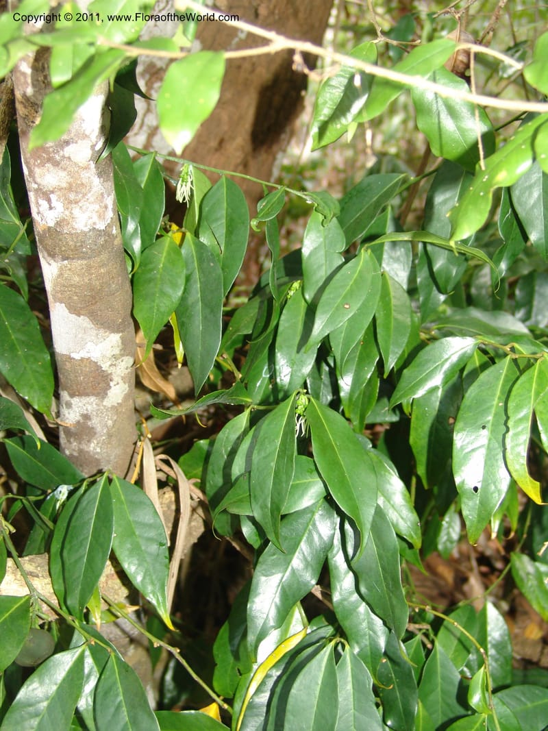 Physena madagascariensis, ZRogers1175--Madag. Antsir. Nosy Be. Lokobe Forest. 15 Nov 06. 090.jpg
