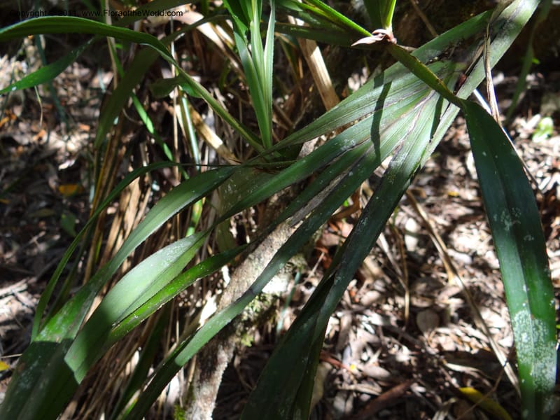 Dianella, B. Gray 9076--Australia. Queensland. Mt. Haig, Tinnaroo Hills. 24 Sep 2011. (53).JPG