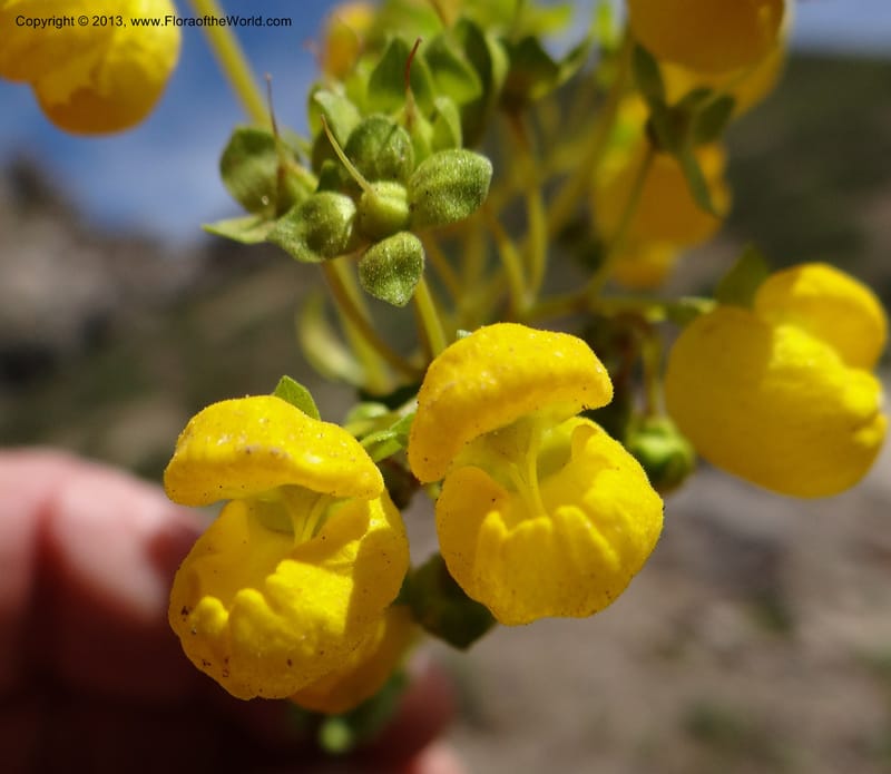 Calceolaria biflora, W. D. Stevens 34183--Chile, La Laguna Maule, 22 Feb 2013 9564 (12).JPG