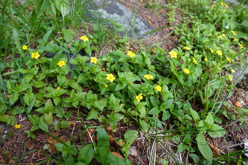 Lysimachia nemorum, Davidson, C 13258--Switzerland. Oberwald. Chapel St. Nikolas. 2 Jul 2016. DSC07728 (549).JPG