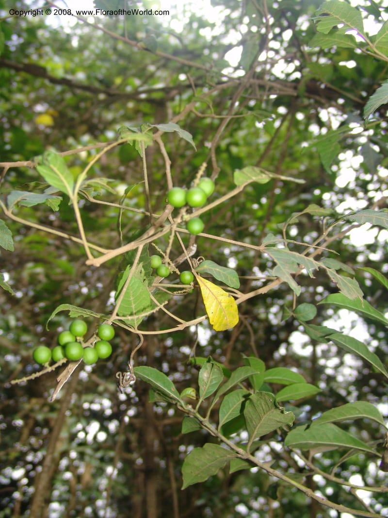 Allophyllus africanus--So.Africa. Mpumal. Moodie Mts.  18 Mch 05. 478.jpg