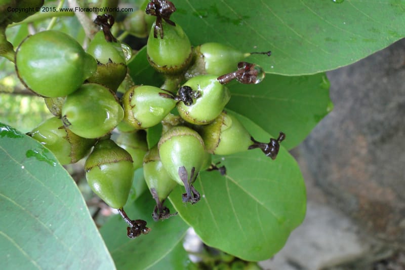 Diospyros, Regalado, Ja 1986--Viet Nam. Nui Baden Temple. 16 May 2011. 022 (11).jpg