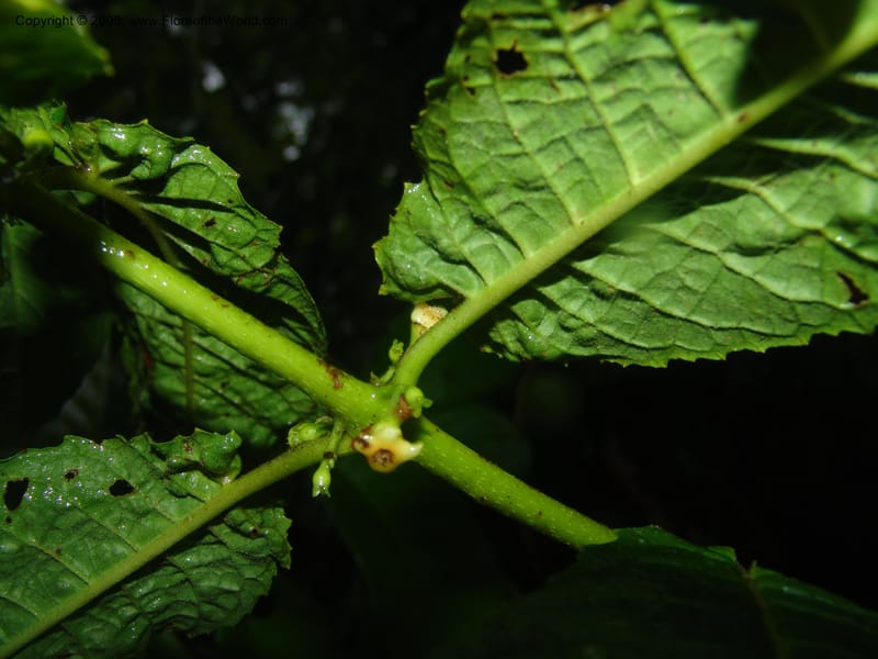 Siparuna subinodora, AAraujoM1193--Bolivia. Pq. Nac. Madidi. Rio Tuichi, Rudidi Cr. 28 Nov 04. 253.jpg