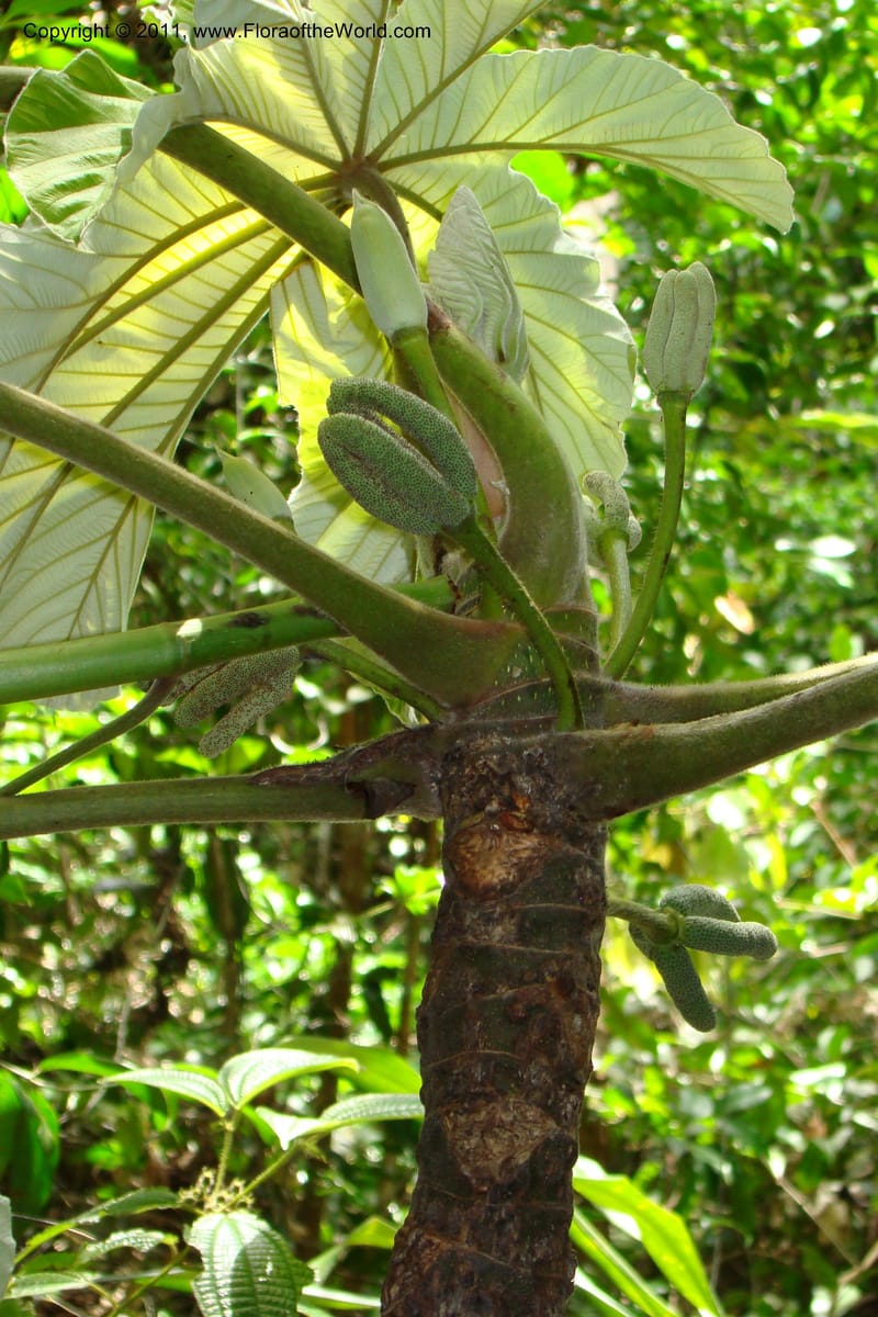 Cecropia peltata, Phillipson 6117--Madagascar. Prov. Fianarantsoa. Manombo Nat. Park. 13 Jan 09. 077 (31).jpg
